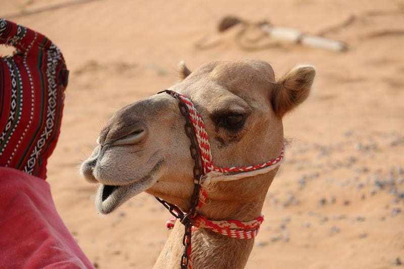 Pode isso? Doze camelos são excluídos de concurso de beleza na Arábia Saudita