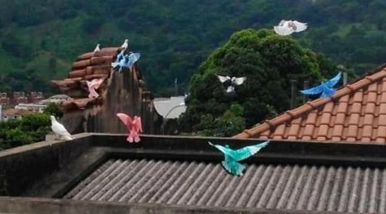Policia de Minas Gerais investiga caso de pombos que apareceram pintados
