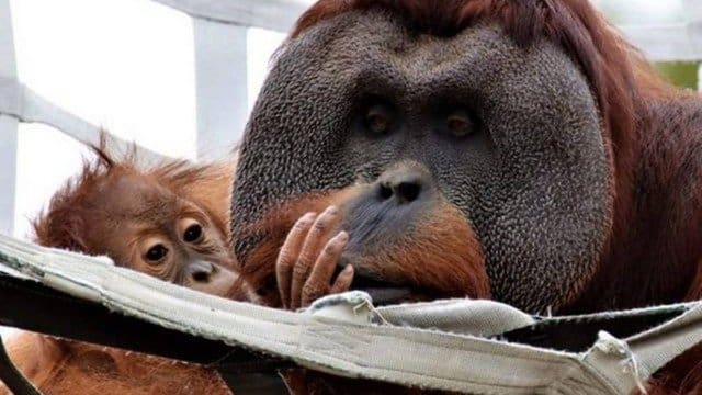 Quanta fofura! Em caso raro, orangotango macho assume função materna