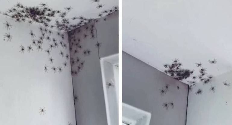 Mulher encontra exercito de aranhas no quarto