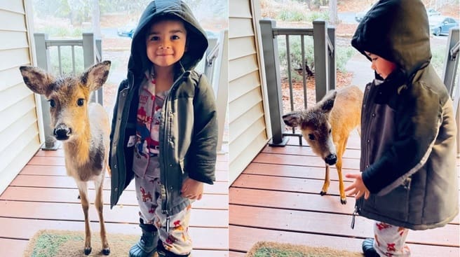 Garoto de 4 anos resolve levar cervo para casa após as férias e dá um susto na mãe