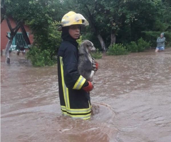 Bombeiros se arriscam após tempestade para salvar cães que estavam ilhados