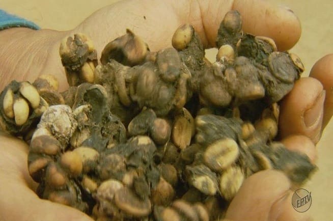 Café mais caro do mundo é feito com fezes de pássaros