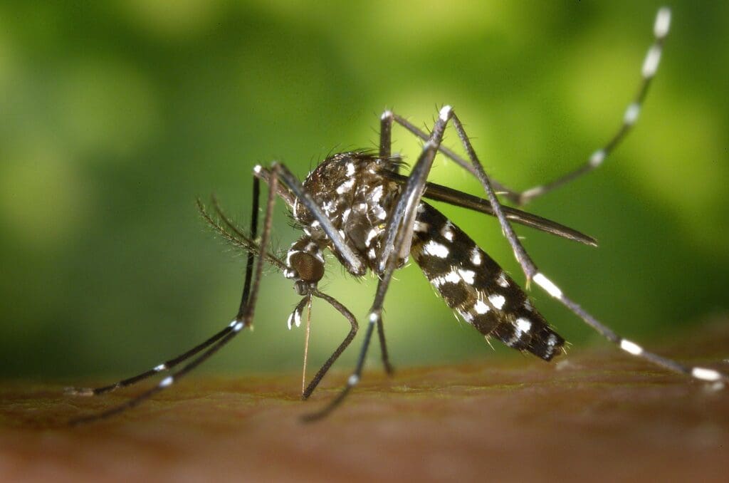 Levantamento classifica São João del-Rei em situação de alto risco de infecção de doenças transmitidas pelo Aedes Aegypti