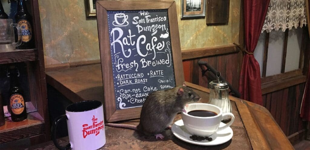 Que pavor! Café temático com ratos é inaugurado nos Estados Unidos