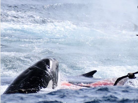 Baleia azul é devorada por predadores ao tentar atravessa Baía