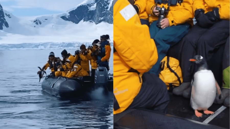 Pinguim salta em barco cheio de turistas para fugir de baleias