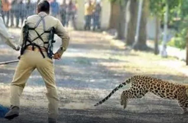 Policia monta força tarefa para capturar leopardo após animal ferir 5 pessoas