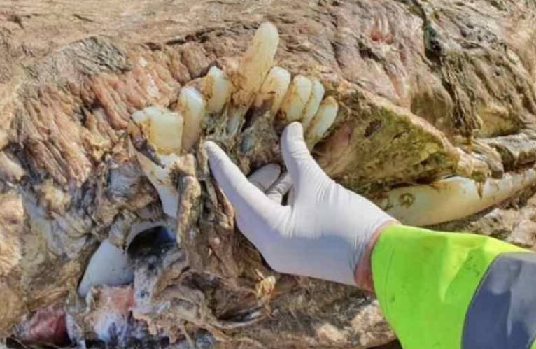Pesquisadores tentam descobrir identificação de criatura sem rosto encontrada em praia