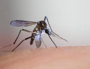 Acordo da Vale com MG prev&ecirc; &ldquo;f&aacute;brica de mosquitos&rdquo; para combater dengue em Brumadinho