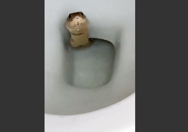 Homem para de usar o banheiro após achar cobra escondida no vaso