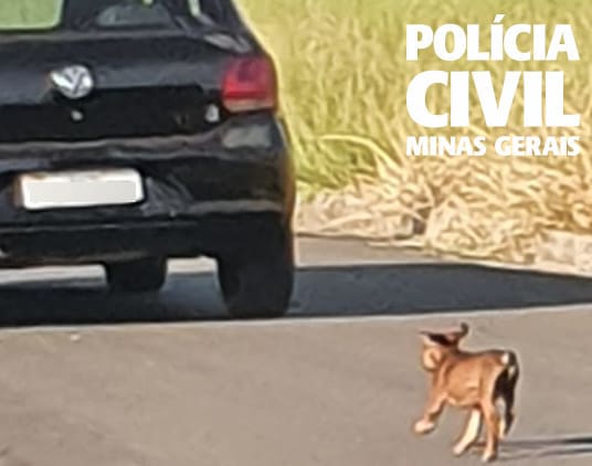 Polícia Civil investiga suspeitos de abandonar cão em Alfenas