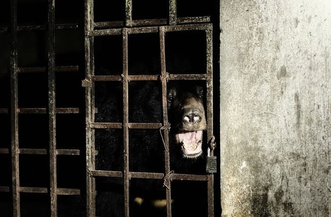 Ursos mantidos em cativeiro ilegal não viam a luz do dia há 17 anos
