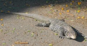 Rascunhos da Vida: Lagarto prudente finge de morto.