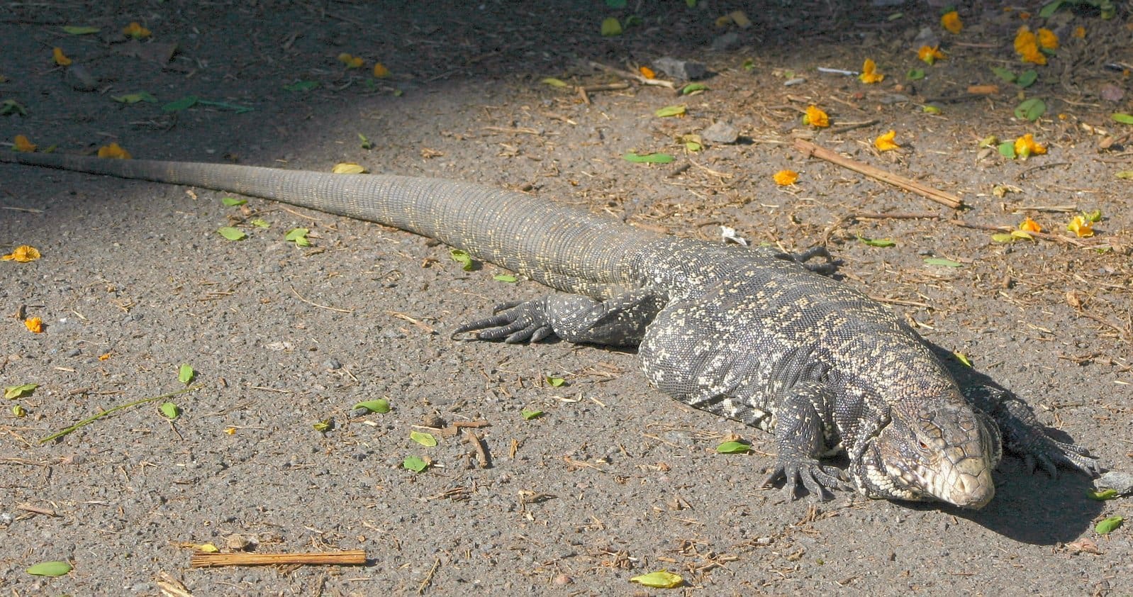 Rascunhos da Vida: Lagarto prudente finge de morto.