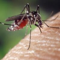 Divinópolis: 240 casos de dengue são registrados em 24 horas