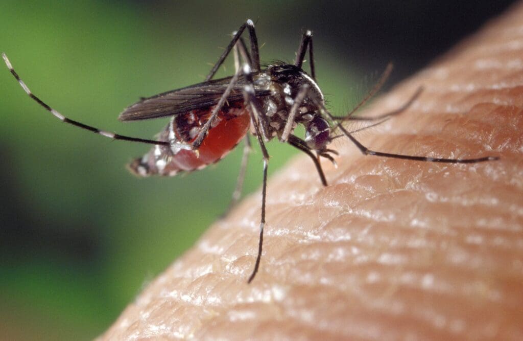 Divinópolis registra mais de 300 casos de dengue em dois dias