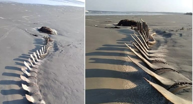 Esqueleto gigante aparece na praia e especialistas estudam como será a retirada