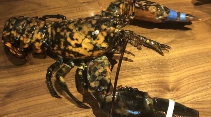 Lagosta rara é salva minutos antes de virar comida em restaurante