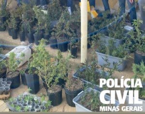 Grande planta&ccedil;&atilde;o com mais de 200 plantas de cannabis &eacute; localizada pela PCMG ap&oacute;s investiga&ccedil;&atilde;o