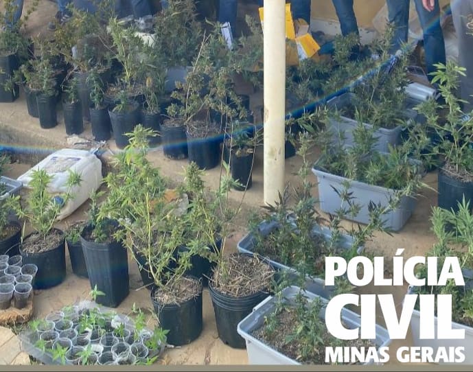 Grande plantação com mais de 200 plantas de cannabis é localizada pela PCMG após investigação
