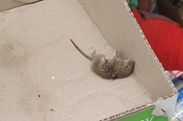 Funcionário de supermercado posta na rede social foto de rato morto em caixa de maionese