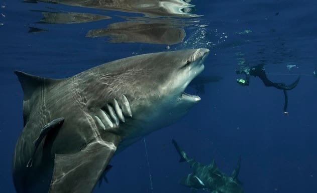 Mergulhador registra tubarão a beira da praia em busca de comida