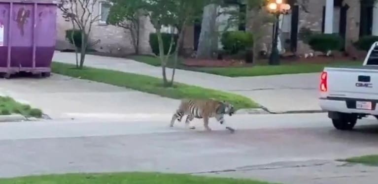 Tigre foge de zoológico e deixa moradores em pânico