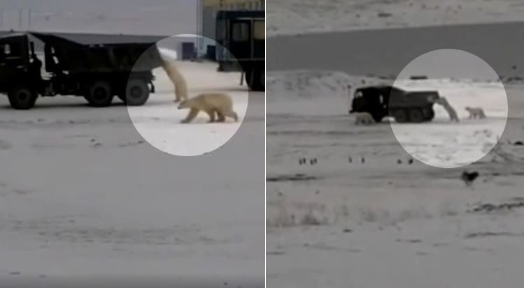 Ursos famintos perseguem caminhão que transportava alimentos
