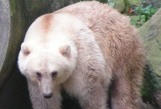 Acasalamento de urso Polar e Pardo gera nova espécie mais resistente