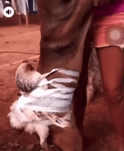 Após vídeo viralizar com denúncia Luisa Mell, casal é preso por maus-tratos a animais em Onça do Pitangui