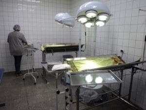 Agendamento para castra&ccedil;&atilde;o de c&atilde;es e gatos ser&aacute; aberto nesta segunda (3)