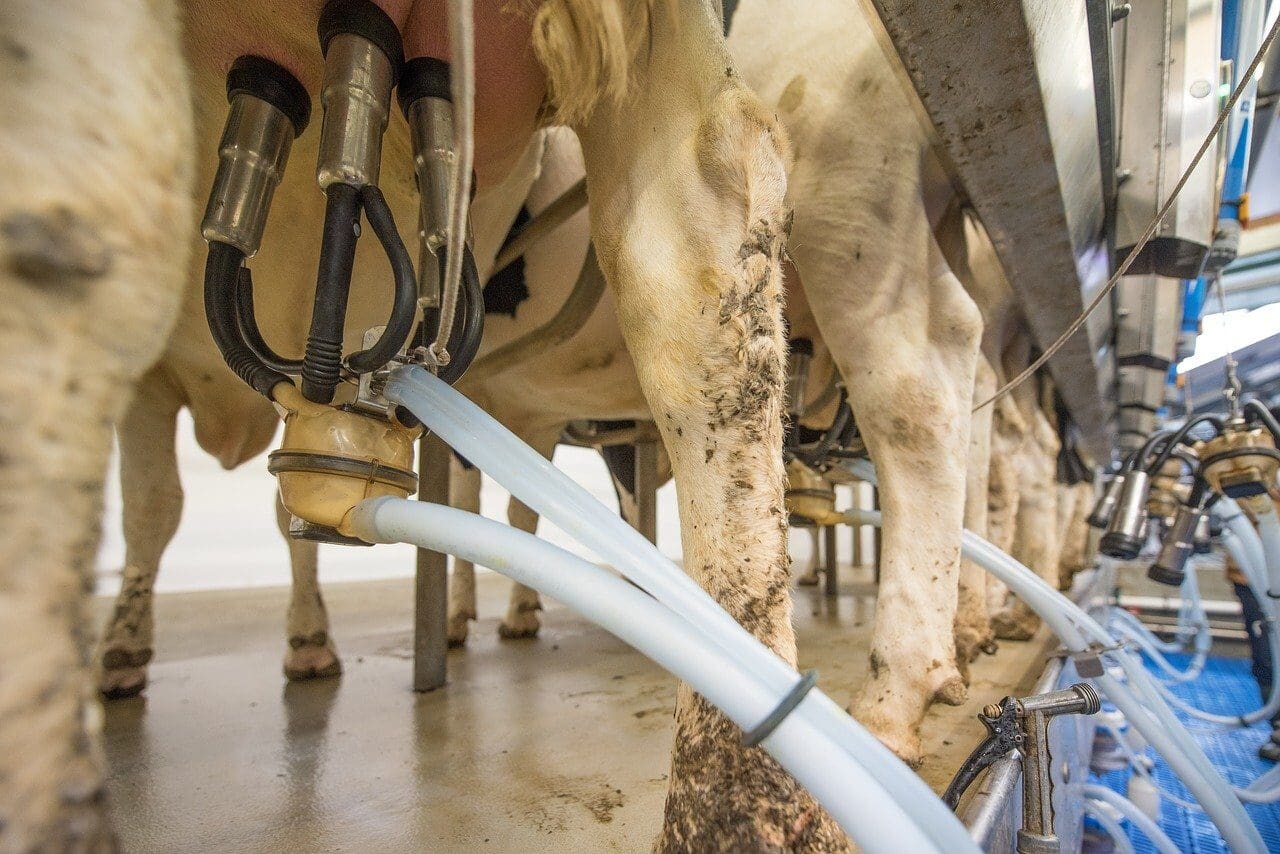 Aprendendo com o caipira: por que a vaca da leite?