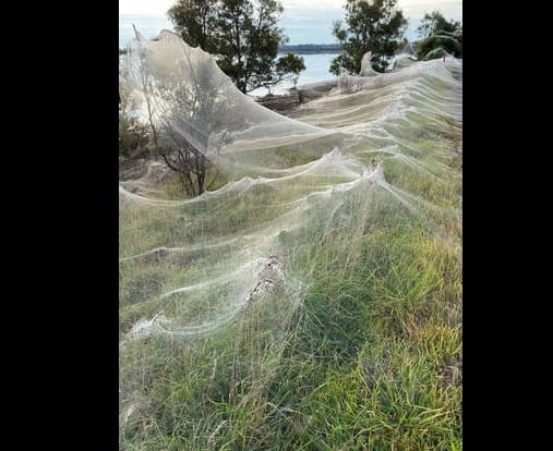 Aranhas decoram paisagem com teia gigante