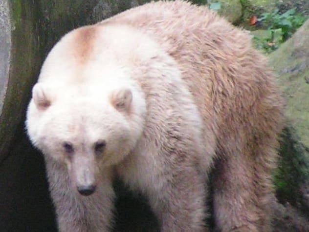 Migração e ursos gera nova espécie hibrida