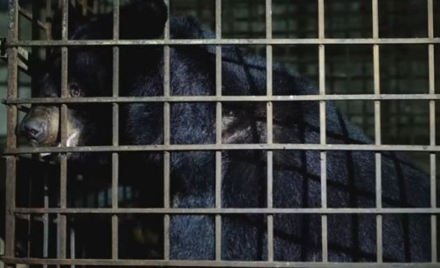 Ursos são resgatados depois de passarem 17 anos presos em porão