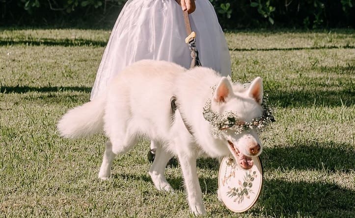 Cachorrinha cega vira porta aliança no casamento da dona