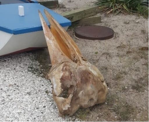 Crânio gigante é encontrado em areia de praia