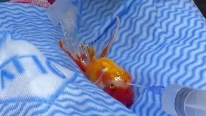 Cirurgia complicada para retirar tumor de peixe dourado ganha destaque na internet