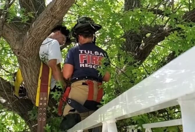 Homem fica preso em arvore após tentar salvar gato de estimação