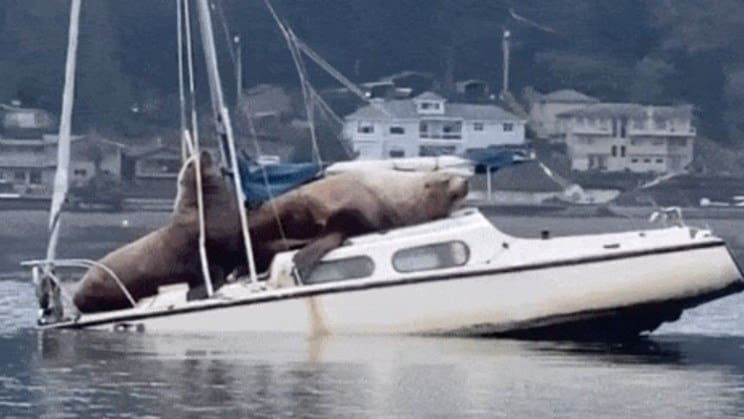Leões Marinhos sobem em barco e afunda embarcação
