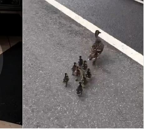 Motorista para o trânsito para família de patos atravessar a Avenida