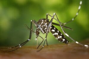 Divin&oacute;polis ainda tem &iacute;ndices com alto risco de epidemia de dengue