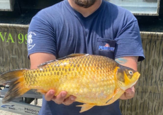 Peixes dourados gigantes pescados em rios preocupam autoridades