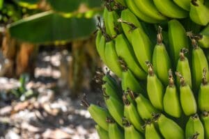 Rascunhos da Vida: Bananeira de Sete cachos