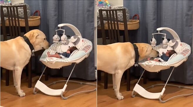 Cena de cachorro ninando o bebê que estava chorando faz sucesso na internet