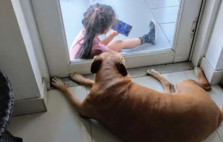 Cadela faz amizade com garotinha e compartilha o carinho pela porta de vidro
