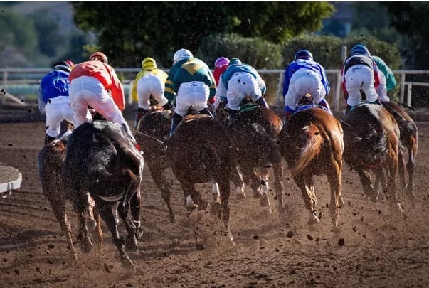 Sêmen de cavalos, um negócio que começa a valer ouro e render muito dinheiro