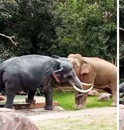 Elefante derruba estátua para defender o território