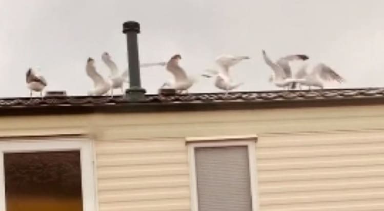 Mulher usa gaivotas para se vingar de vizinhos barulhentos